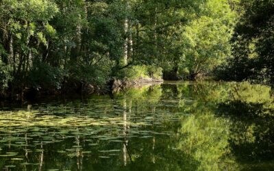 Analyse de la crise écologique par Jean-Roland Lassalle
