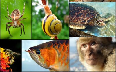 Protection de la nature : le MEI appelle à un sursaut politique et institutionnel