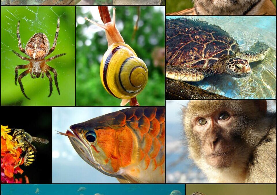 Visioconférence sur la Biodiversité