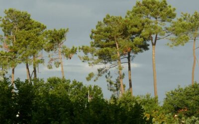 Moratoire urgent sur les coupes rases forestières