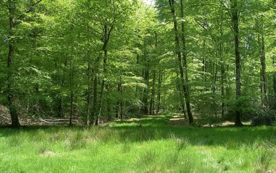 Contre les bûcherons de la forêt de Gastine