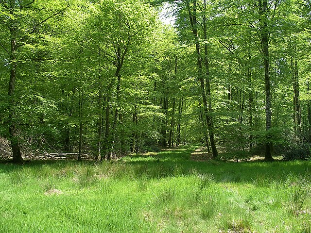 Contre les bûcherons de la forêt de Gastine