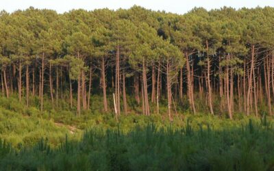 Tirons enfin une leçon des incendies de cet été