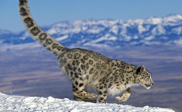 Biodiversité et peuplement humain